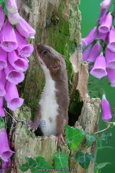 : Weasel - male in hollow stump : Weasel - male in hollow stump