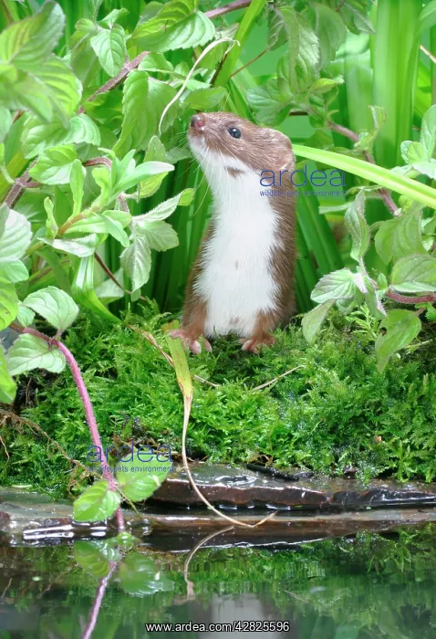 : Weasel - Male looks up by water : Weasel - Male looks up by water