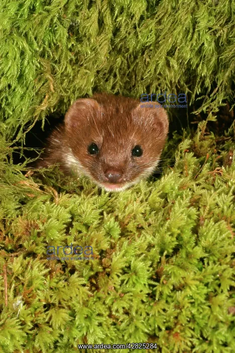 : Weasel - Male in moss, Close up of head : Weasel - Male in moss, Close up of head