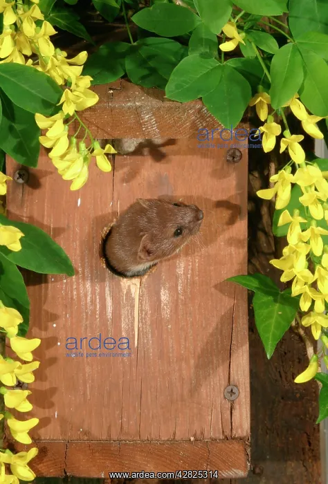 : Weasel - Male raiding nestbox : Weasel - Male raiding nestbox