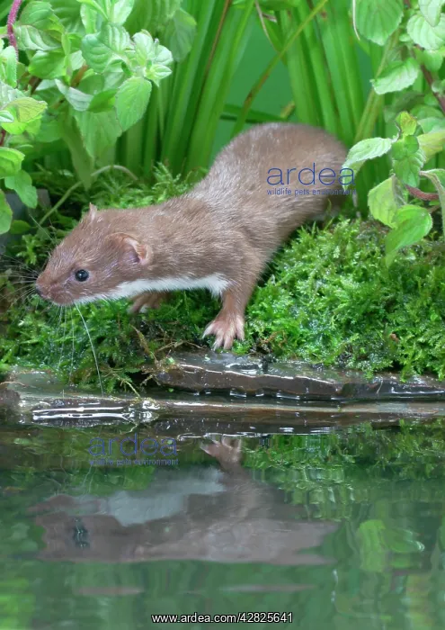 : Weasel - male by water : Weasel - male by water