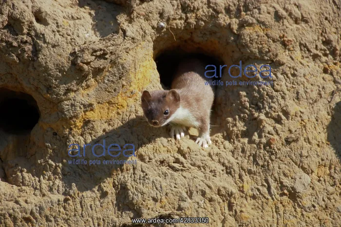  : Weasel - Raiding Sand Martin Nests