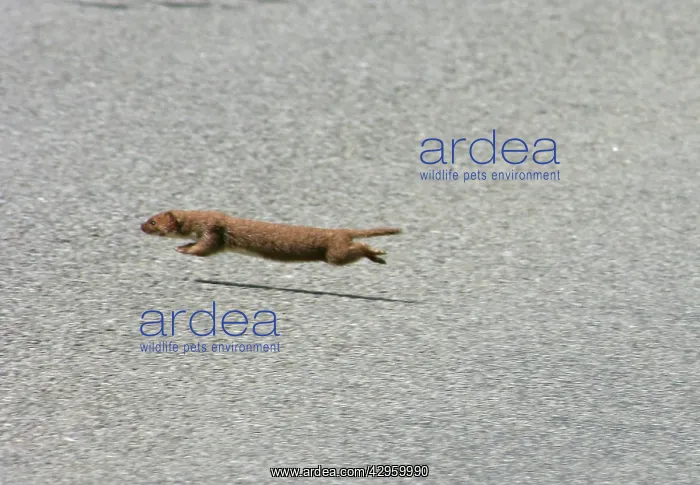 : Weasel - running : Weasel - running