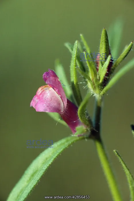 : WEASEL SNOUT - close-up of purple flower : WEASEL SNOUT - close-up of purple flower