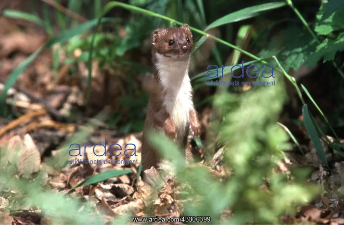 : WEASEL - standing upright : WEASEL - standing upright