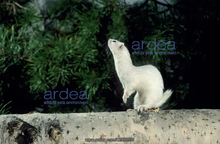 : Weasel in white winter fur - adult : Weasel in white winter fur - adult