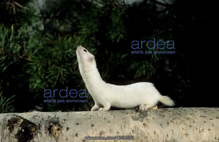  : Weasel in white winter fur - adult