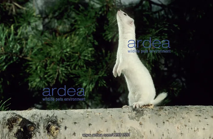 : Weasel in white winter fur - adult : Weasel in white winter fur - adult