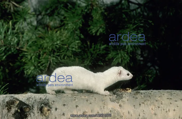 : Weasel - in white winter fur, adult; common predator : Weasel - in white winter fur, adult; common predator