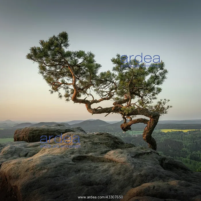 : Weather Pine, Pine on the Lilienstein, Saxon Switzerland : Weather Pine, Pine on the Lilienstein, Saxon Switzerland
