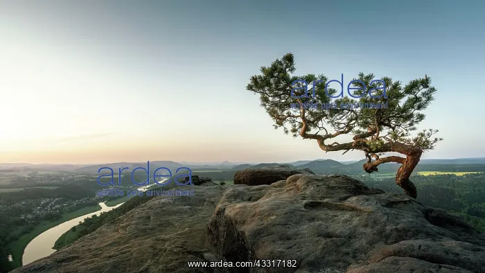 : Weather Pine, Pine on the Lilienstein, Saxon Switzerland : Weather Pine, Pine on the Lilienstein, Saxon Switzerland