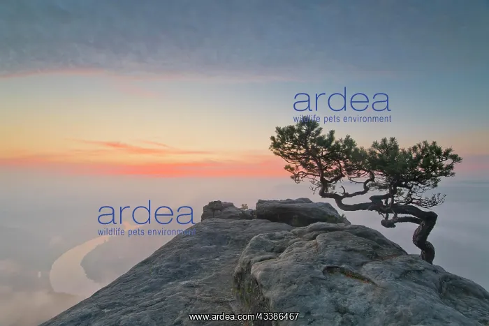 : Weather pine at sunrise above the morning fog at : Weather pine at sunrise above the morning fog at