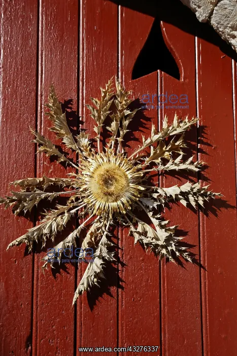 : Weather thistle (Carlina acanthifolia) nailed on : Weather thistle (Carlina acanthifolia) nailed on