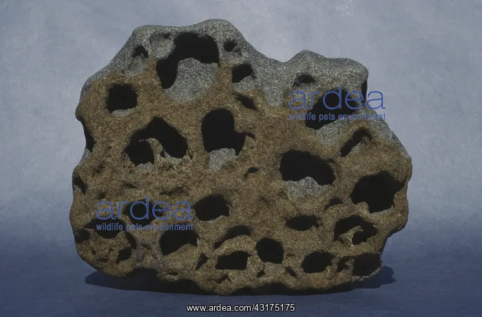 : Weathered Dolerite : Weathered Dolerite