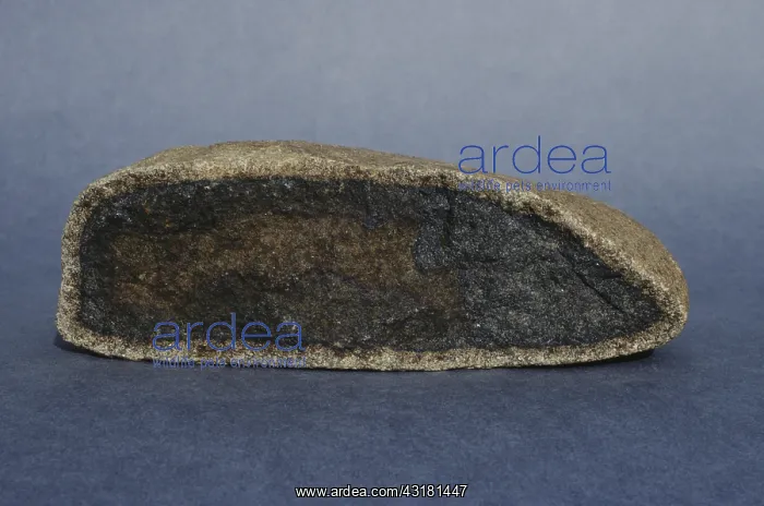 : Weathered Dolerite : Weathered Dolerite