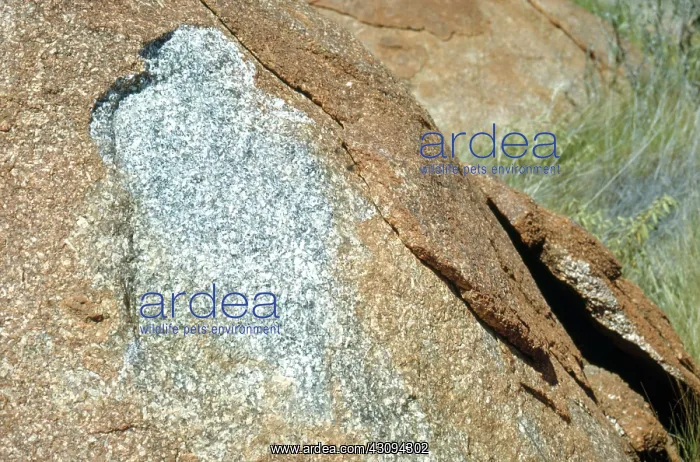 : Weathered Granite : Weathered Granite