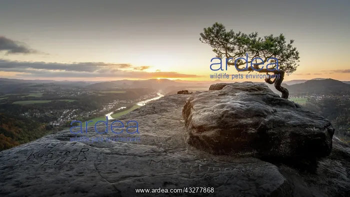 : The weathered pine on the Lilienstein in Saxon Switzerland : The weathered pine on the Lilienstein in Saxon Switzerland