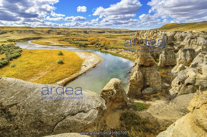 : Weathered sandstone rock formations along the Milk River in Writing-On-Stone Provinvial Park : Weathered sandstone rock formations along the Milk River in Writing-On-Stone Provinvial Park