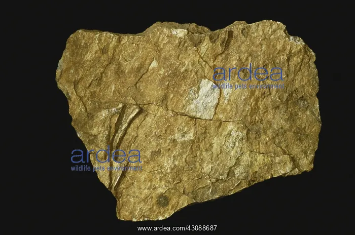 : Shale. Weathered shale from Oregon : Shale. Weathered shale from Oregon