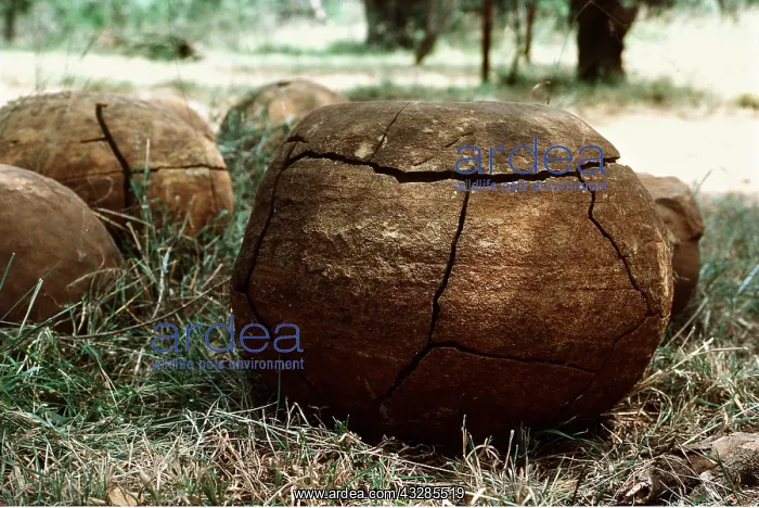 : WEATHERED SPHEROID CONCRETIONS : WEATHERED SPHEROID CONCRETIONS