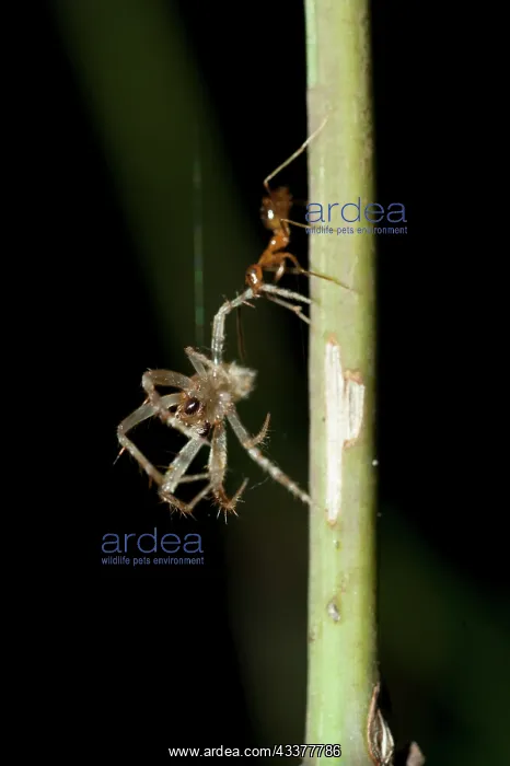 : Weaver Ant : Weaver Ant