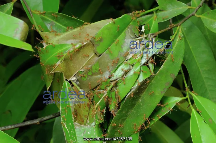 : Weaver Ant Nest : Weaver Ant Nest