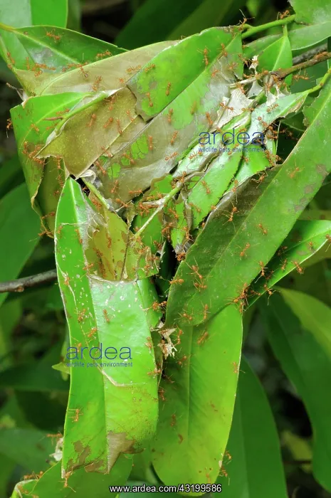 : Weaver Ant Nest : Weaver Ant Nest