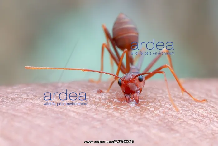 : Weaver ant (Oecophylla smaragdina) bite my skin : Weaver ant (Oecophylla smaragdina) bite my skin