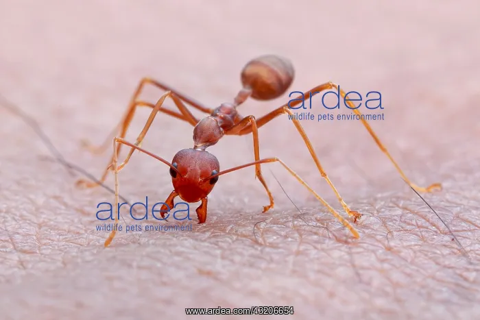 : Weaver ant (Oecophylla smaragdina) bite my skin : Weaver ant (Oecophylla smaragdina) bite my skin