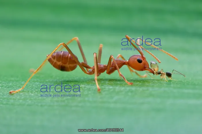 : Weaver ant (Oecophylla smaragdina) bullying another : Weaver ant (Oecophylla smaragdina) bullying another