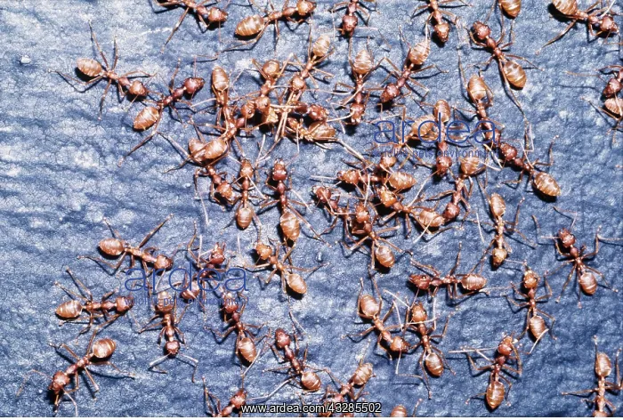 : WEAVER ANTS : WEAVER ANTS