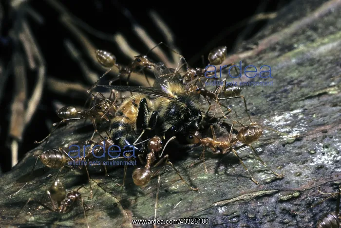 : Weaver Ants : Weaver Ants