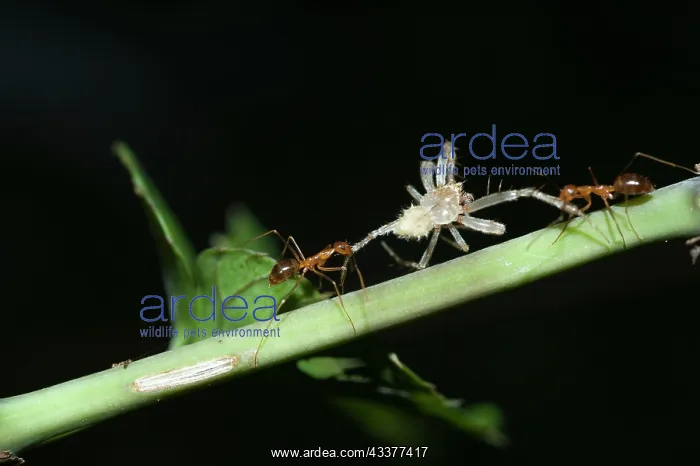 : Weaver Ants : Weaver Ants