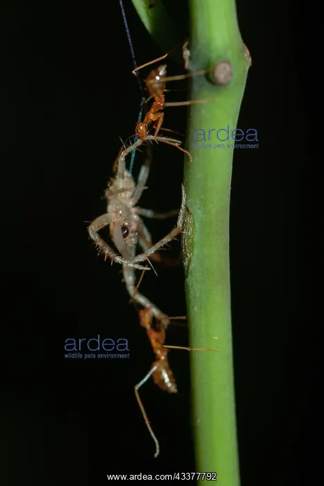 : Weaver Ants : Weaver Ants