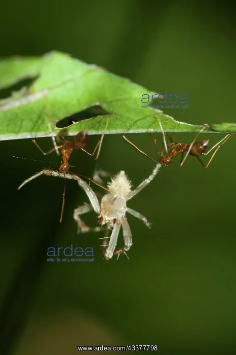 : Weaver Ants : Weaver Ants