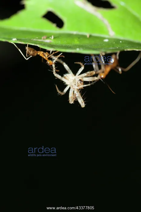 : Weaver Ants : Weaver Ants
