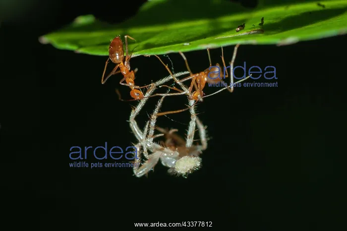 : Weaver Ants : Weaver Ants