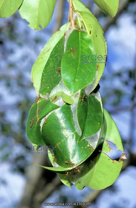 : Weaver Ants (Oecophylla sp.) : Weaver Ants (Oecophylla sp.)