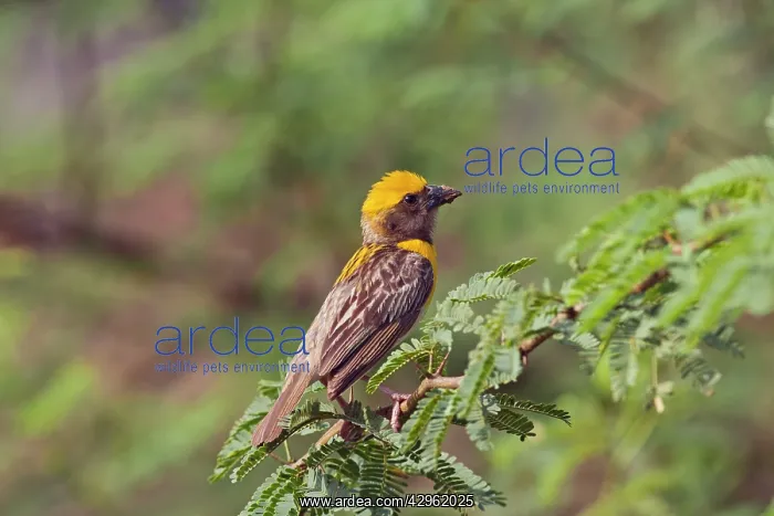 : Weaver Bird - male : Weaver Bird - male