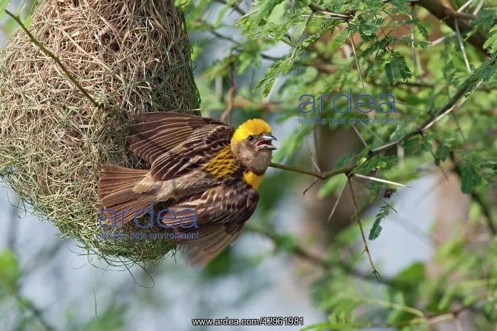 : Weaver Bird (male) displaying at newly built nest : Weaver Bird (male) displaying at newly built nest