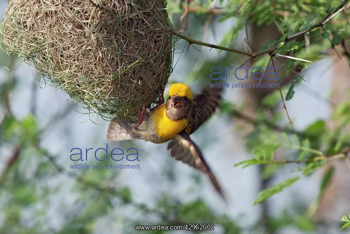 : Weaver Bird (male) displaying at newly built nest : Weaver Bird (male) displaying at newly built nest