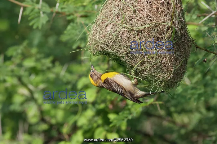 : Weaver Bird (male) hanging underneath newly built nest : Weaver Bird (male) hanging underneath newly built nest
