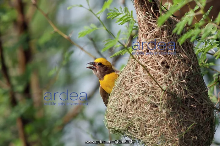 : Weaver Bird - male outside newly built nest : Weaver Bird - male outside newly built nest