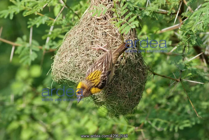 : Weaver Bird - male outside newly built nest : Weaver Bird - male outside newly built nest