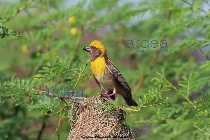: Weaver Bird - male outside newly built nest : Weaver Bird - male outside newly built nest