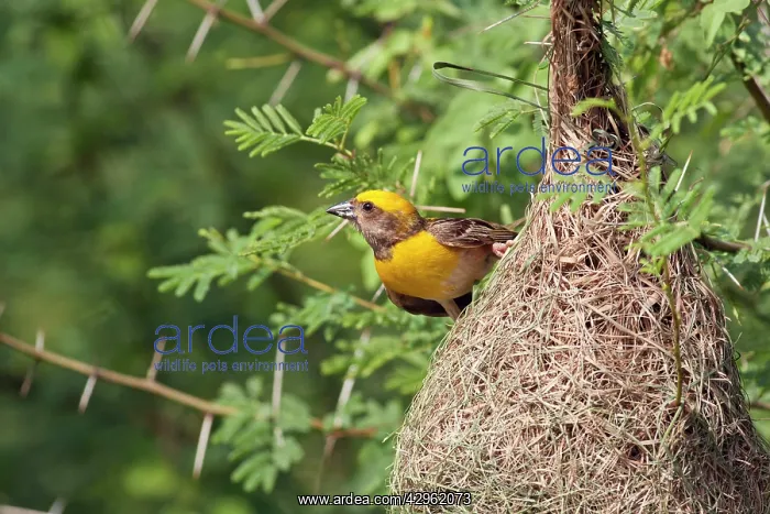 : Weaver Bird - male outside newly built nest : Weaver Bird - male outside newly built nest