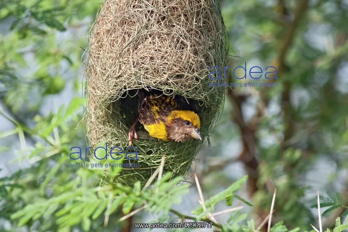: Weaver Bird (male) peeping outside newly built nest : Weaver Bird (male) peeping outside newly built nest