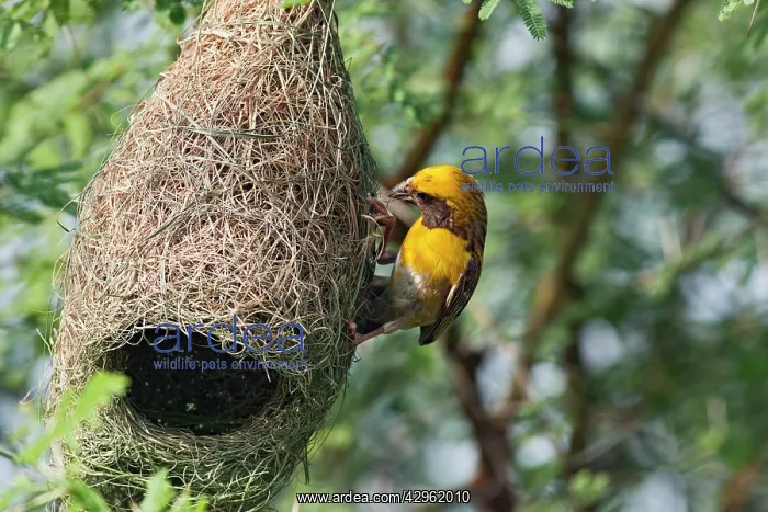 : Weaver Bird (male) weaving nest : Weaver Bird (male) weaving nest