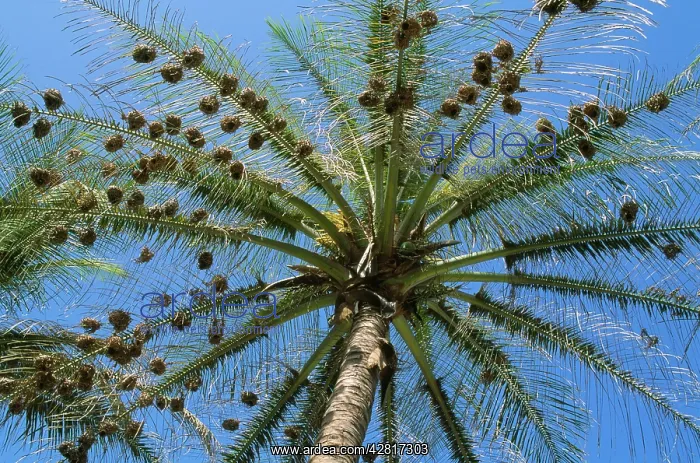 : Weaver Birds - nests in tree : Weaver Birds - nests in tree
