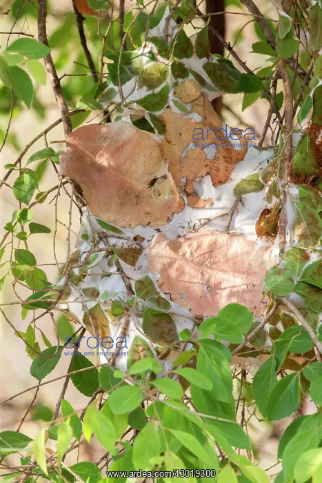 : Weaver / Green / Green Tree Ant collecting : Weaver / Green / Green Tree Ant collecting